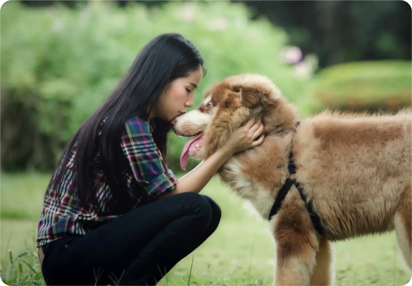 How to transition your dog to a new diet safely