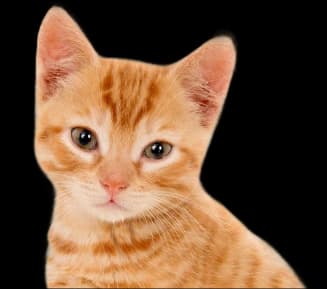 pet