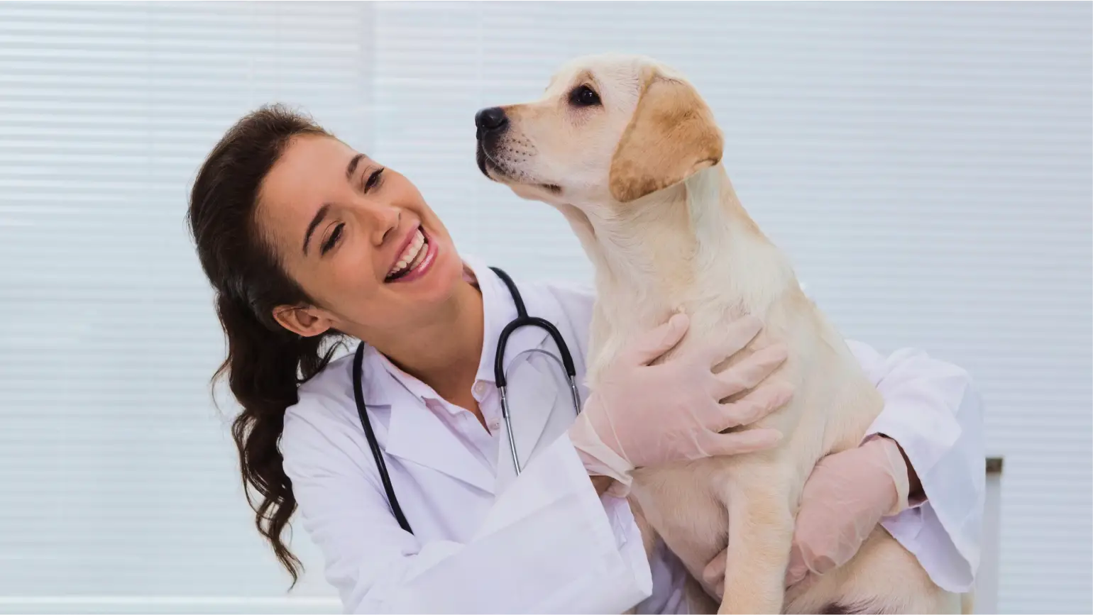 Veterinarian with cat