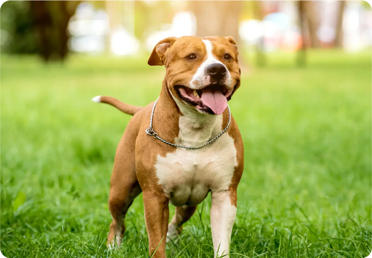 9 common dog skin conditions: how to spot & treat them (vet approved)